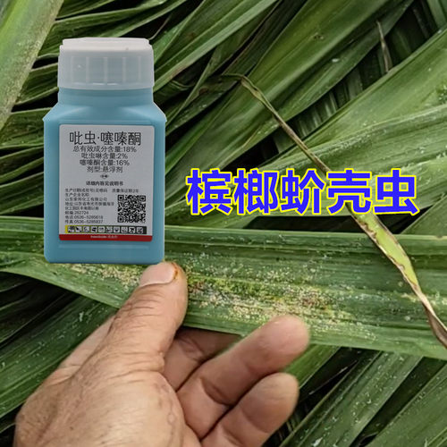 蚧壳虫蚜虫介壳虫杀虫剂槟榔果树林地多肉家庭园艺吡虫啉噻嗪酮药 - 图2