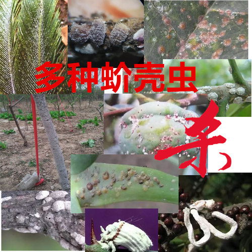 蚧壳虫蚜虫介壳虫杀虫剂槟榔果树林地多肉家庭园艺吡虫啉噻嗪酮药 - 图1