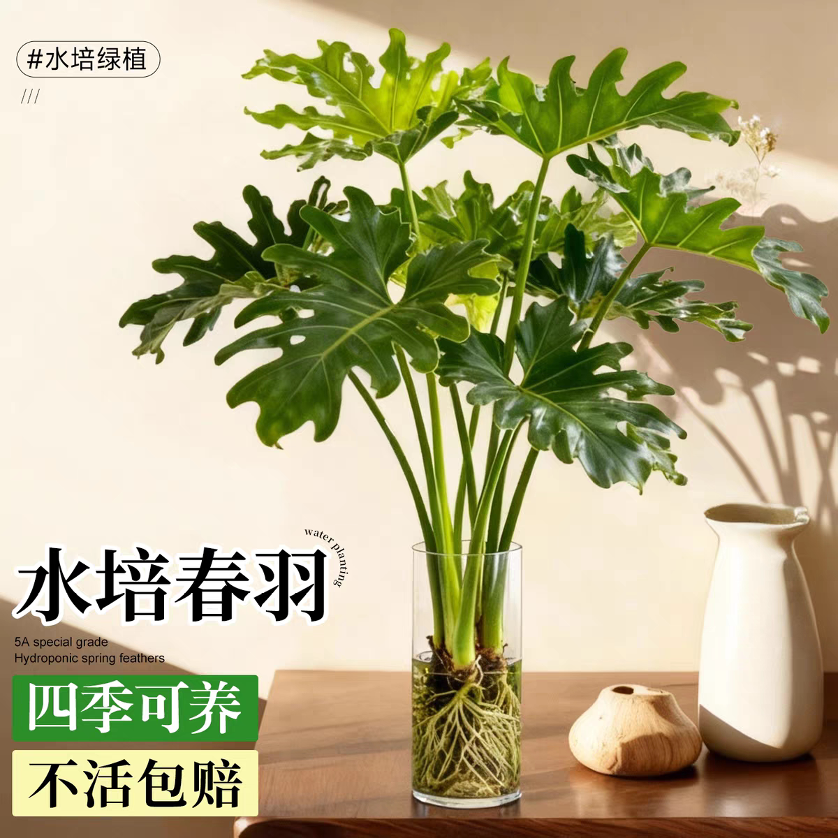 春羽龟背竹水培植物室内盆栽客厅办公室桌面绿植花卉大叶水养家里