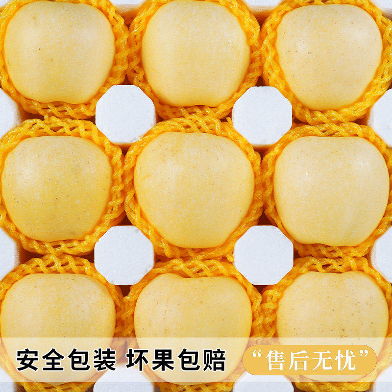 山东烟台黄金奶油富士苹果当季正宗奶油苹果9整箱包邮时令斤鲜果