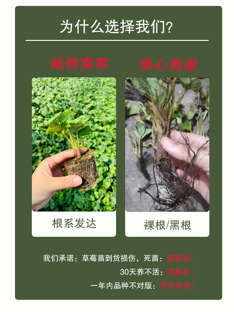 奶油草莓苗盆栽带盆带土种苗可食用红颜四季结果阳台种植新苗秧苗-图1