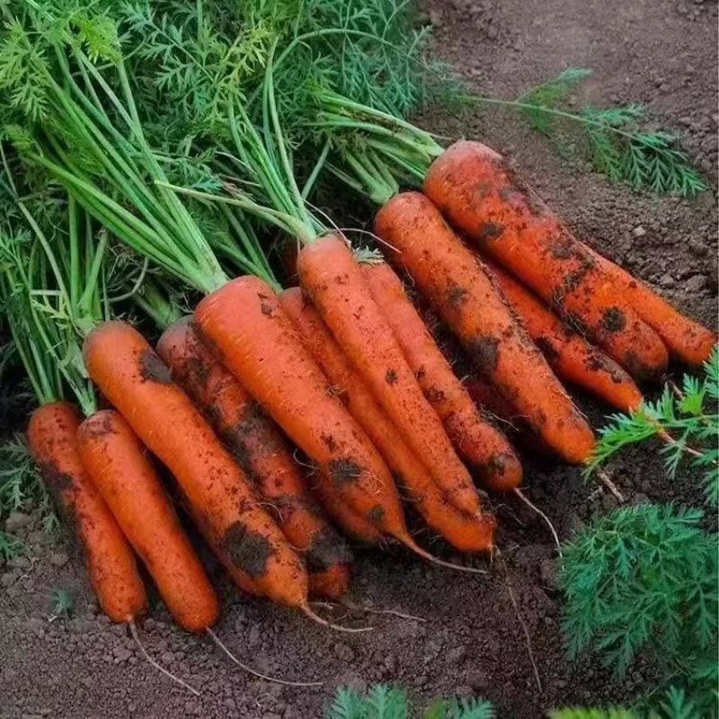 鲜胡萝卜沙土地蔬菜水果红萝卜现挖农家自种新鲜健康营养蔬菜,淘宝优惠券,粉丝福利购,淘宝优惠卷