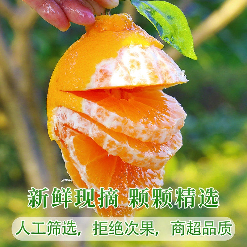 正宗四川春见耙耙柑粑粑柑新鲜水果橘子当季整箱杷杷柑丑桔橘包邮,淘宝优惠券,粉丝福利购,淘宝优惠卷
