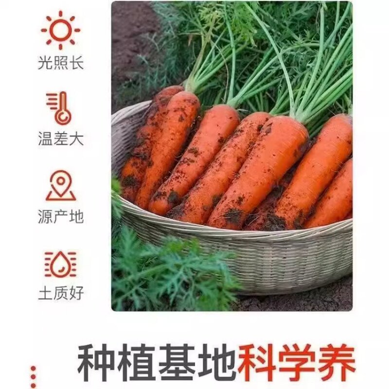 鲜胡萝卜沙土地蔬菜水果红萝卜现挖农家自种新鲜健康营养蔬菜,淘宝优惠券,粉丝福利购,淘宝优惠卷