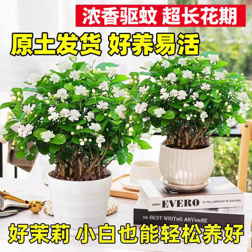 茉莉花盆栽阳台花卉带花苞老桩树苗驱蚊水培栀子花卉绿植室内好养 - 图0