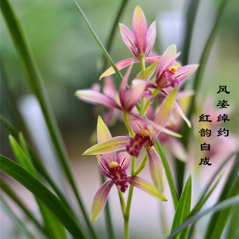 建兰小国魂带花苞浓香型四季兰花苗室内耐阴好养勤花绿植盆栽花卉 - 图0