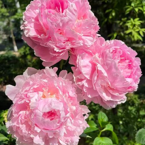 芍药花苗耐寒耐热南北方种植重瓣大花牡丹阳台庭院好养活 - 图3