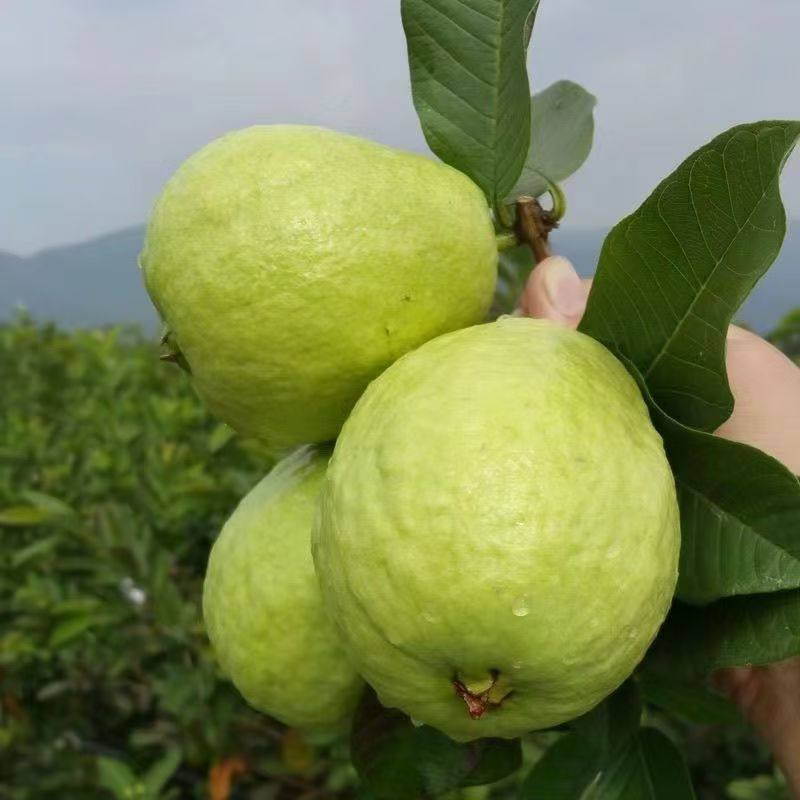 新鲜现摘白心奶油芭乐水果软心番石榴水果软糯香甜当季整箱包邮,淘宝优惠券,粉丝福利购,淘宝优惠卷