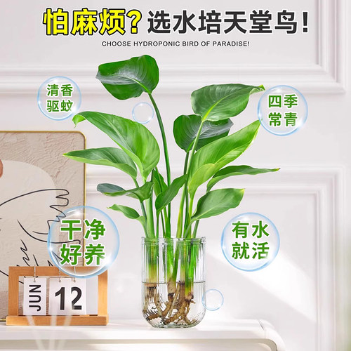 天堂鸟水培植物盆栽客厅室内花卉四季常青好养绿植办公室鹤望兰 - 图0