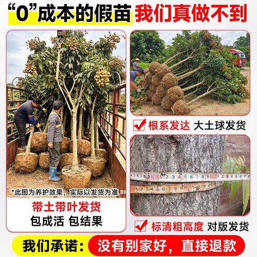 精品龙眼树苗嫁接果树苗储良石硖桂圆带特大号带土球南方庭院种植 - 图2