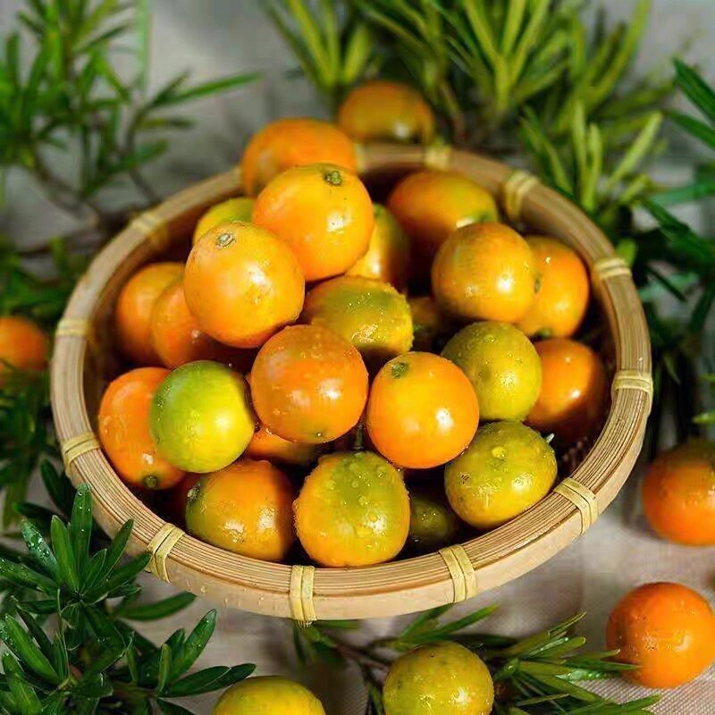 广西小金桔9斤新鲜水果脆皮冰糖金桔应当季橘子整箱包邮纯甜正 - 图1