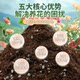 Nutrient soil, special succulent soil for flower cultivation, general fertilizer, flower planting soil, vegetable planting soil, household planting soil, flower soil