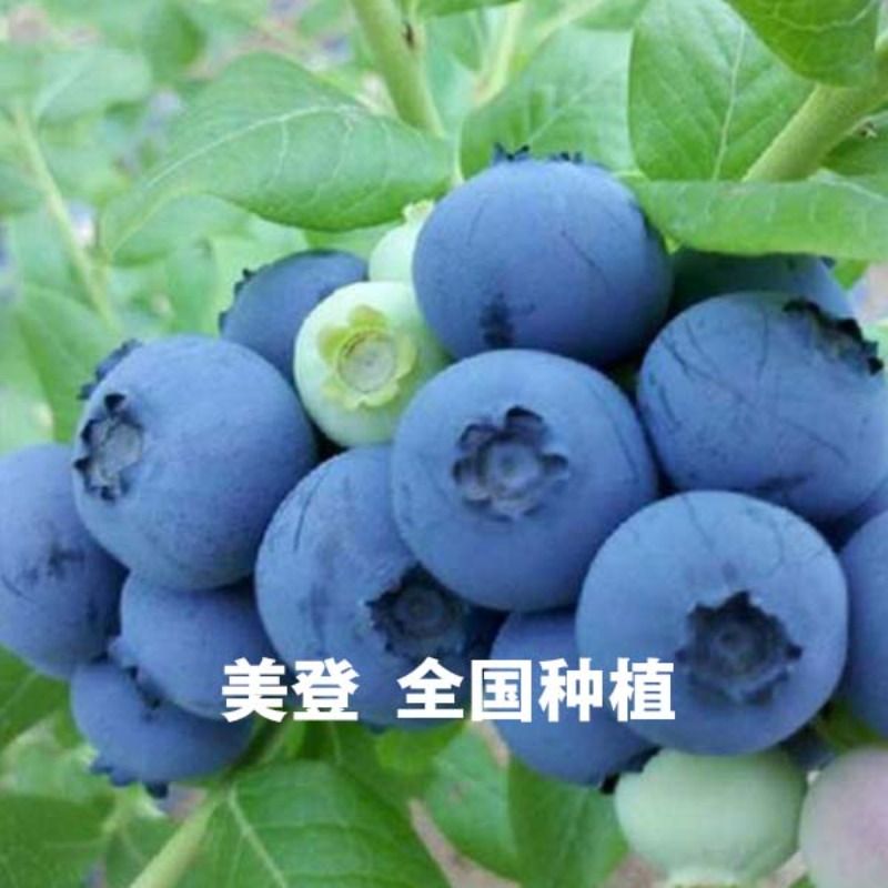 蓝莓树果苗蓝莓苗盆栽地栽带南北方种植苗果树南方耐寒基地大果 - 图2