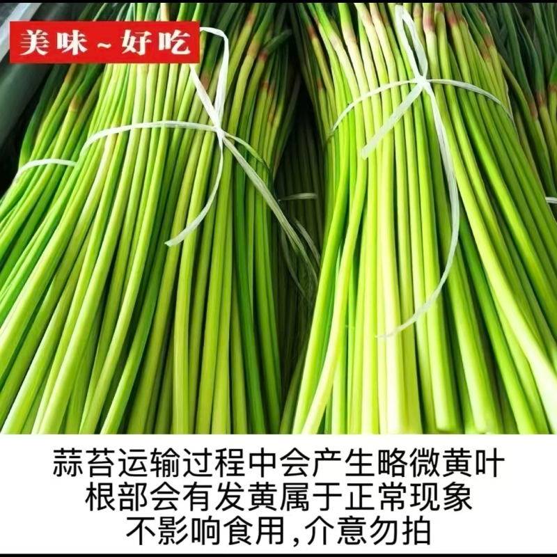 农家新鲜蒜薹掐头去尾净菜儿童孕妇不挑味（南方天热不建议下单）,淘宝优惠券,粉丝福利购,淘宝优惠卷