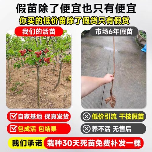 嫁接北方山楂树活苗大金星南方种植矮化无籽甜山楂树苗当年结果树 - 图0