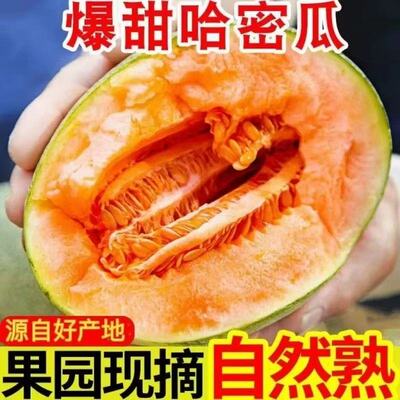 海南哈密瓜现摘产地直发正宗沙地网纹瓜西州蜜脆甜新鲜水果甜瓜