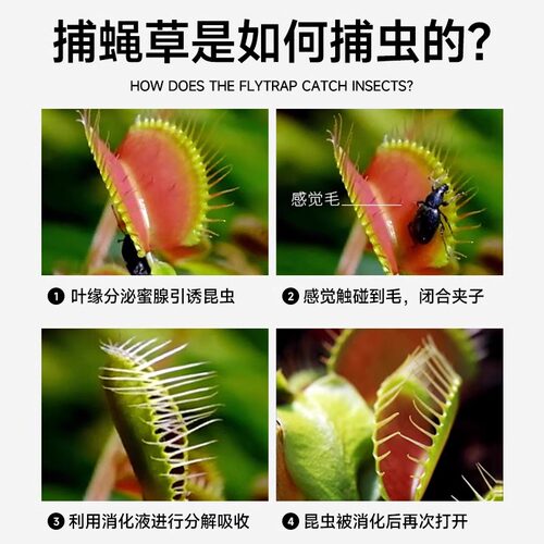 超大捕蝇草盆栽猪笼草耐寒绿植物食虫草食人花卉好养活室内驱蚊 - 图0