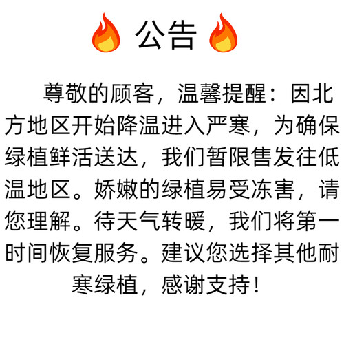 九里香盆栽花卉绿植室内驱蚊四季长绿好养水培观叶植物净化空气 - 图1