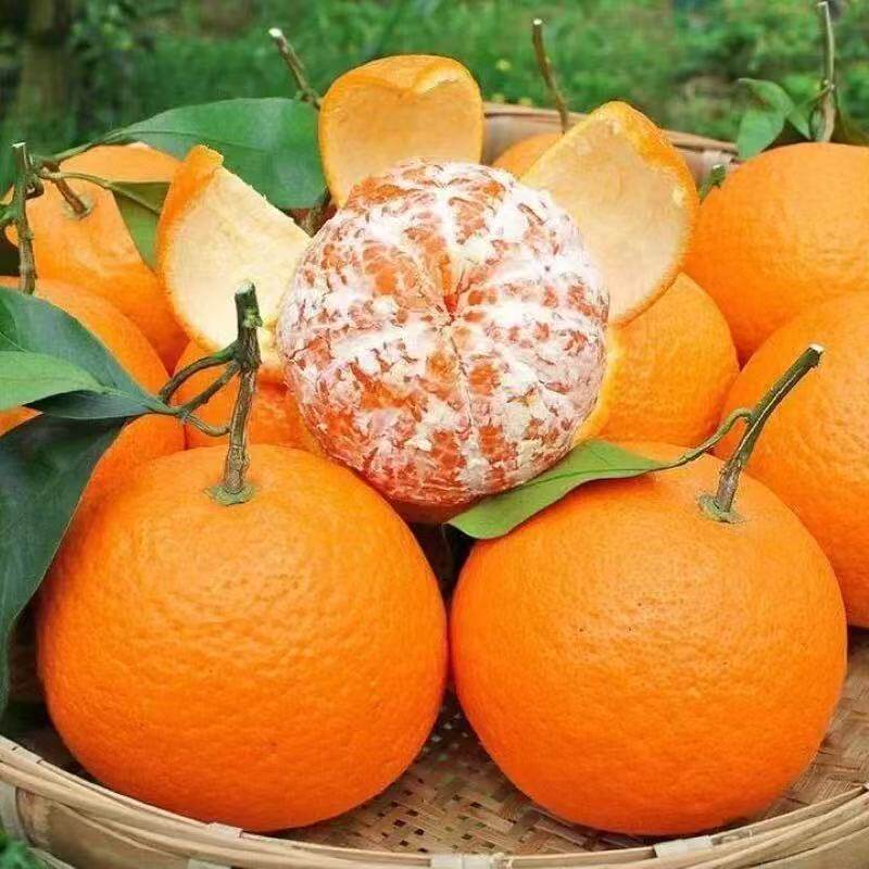 【芭芭农场兑换专享】青见柑3斤70mm+