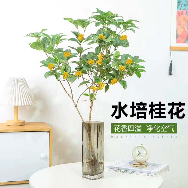 水培四季桂花树苗水养植物室内中式吊钟鲜切好养绿植盆栽浓香花卉 - 图1