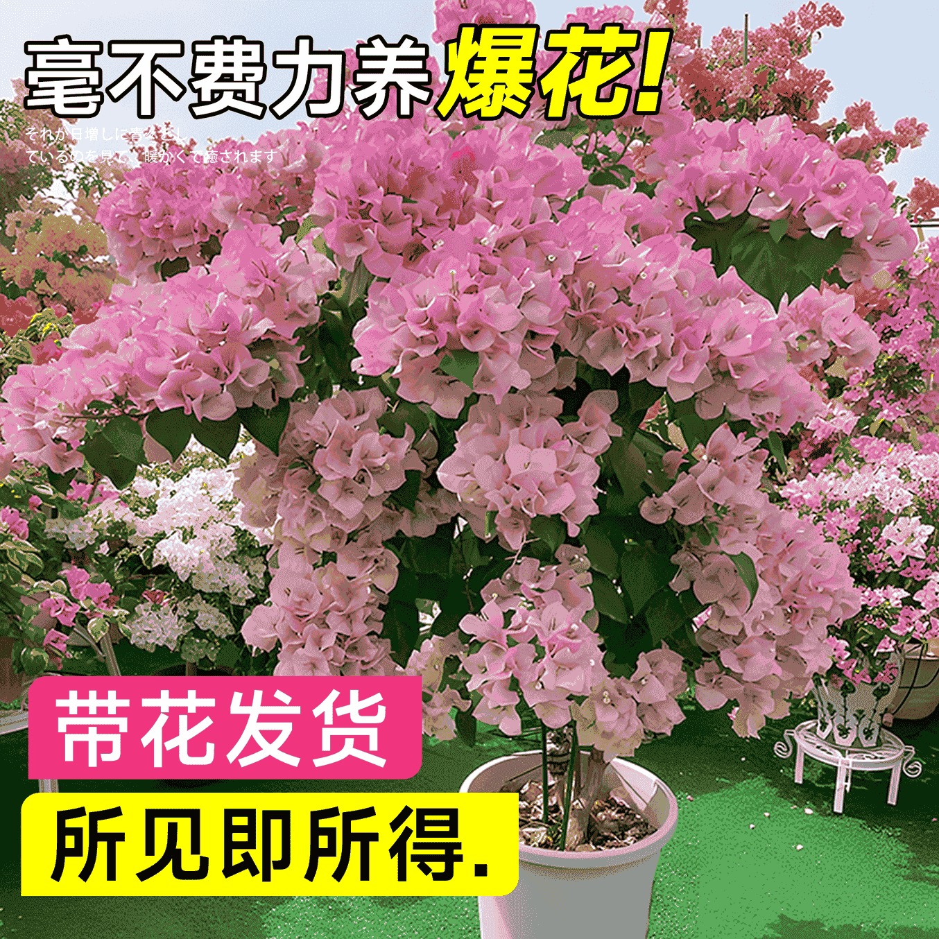 三角梅花树苗四季开花绿樱老桩盆栽特大苗庭院耐热云南紫勤花植物 - 图0