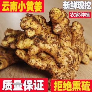 现挖云南小黄姜新鲜生姜4.5