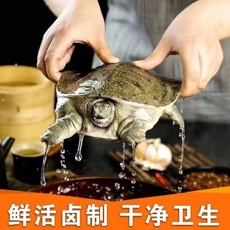 麻辣甲鱼肉香辣卤甲鱼美食熟食卤味开袋即食整只团鱼滋补王八鲜活-图2