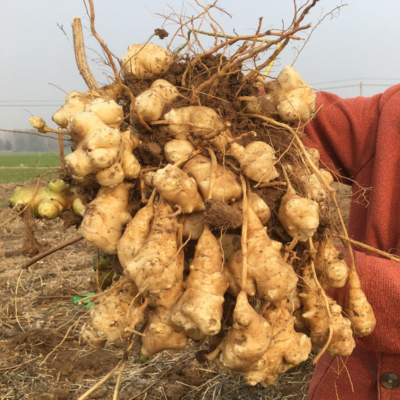 新鲜野洋姜鬼子姜9斤蔬菜生菊芋胰岛果洋姜农家自种现挖酱腌泡菜-图0