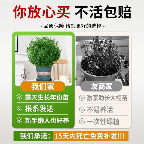 迷迭香盆栽可食用煎牛排用百里香薄荷叶新鲜香草驱蚊植物香料阳台 - 图2