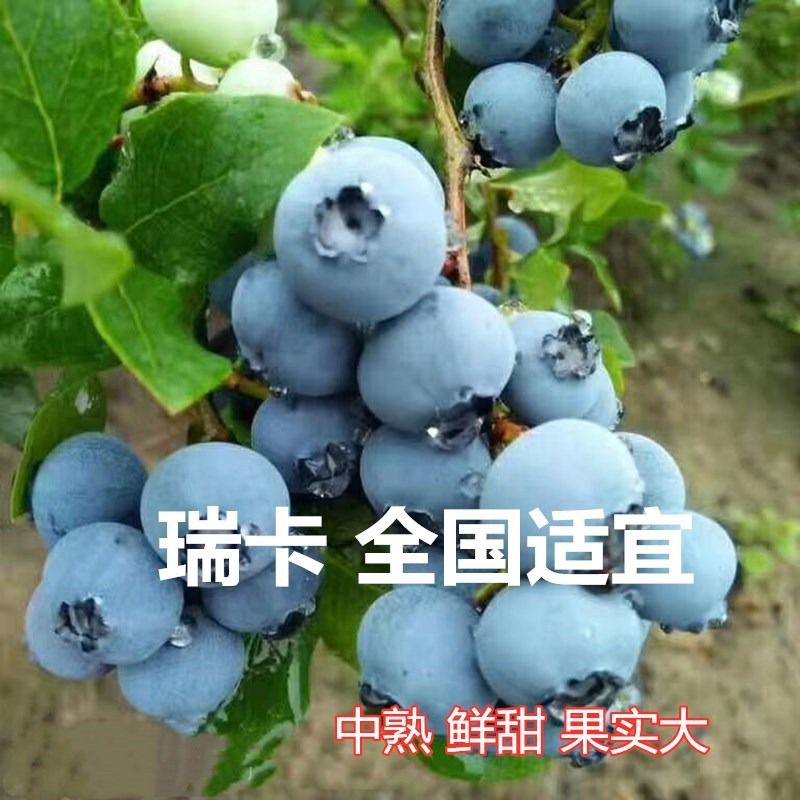 蓝莓树果苗蓝莓苗盆栽地栽带南北方种植苗果树南方耐寒基地大果 - 图1