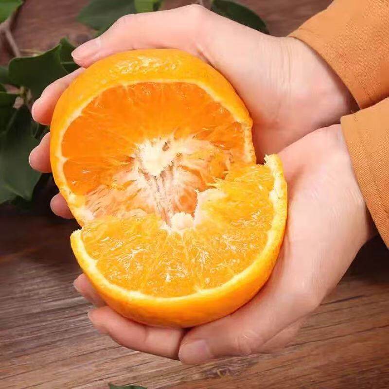 【芭芭农场兑换专享】青见柑3斤70mm+