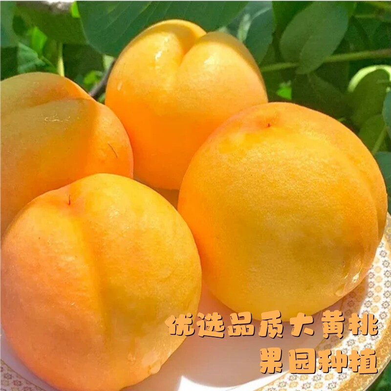 新鲜黄桃罐头510g商用玻璃瓶整箱水果桃子糖水即食专用烘焙大罐 送玻璃实拍商品图