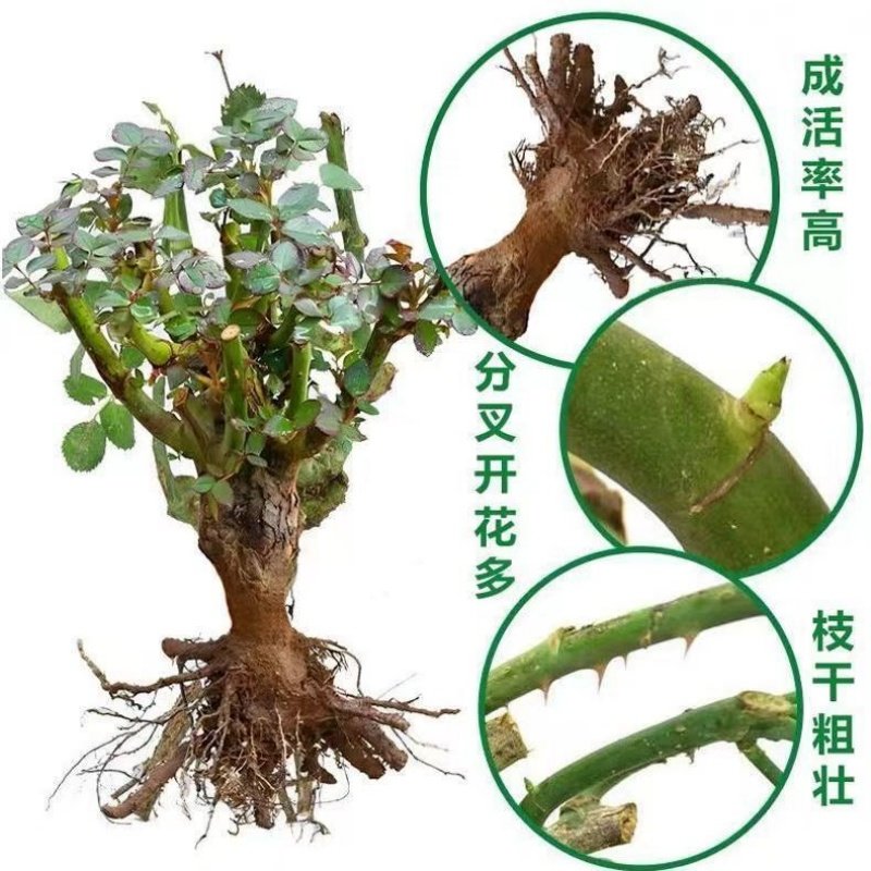 爬藤蔷薇月季老桩花苗大花浓香庭院阳台植物花卉玫瑰花苗四季开花,淘宝优惠券,粉丝福利购,淘宝优惠卷
