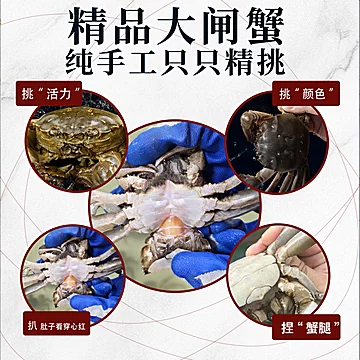 【手工挑精品蟹】公3.5-3.3母2.6-2.3两6只[1元优惠券]-寻折猪