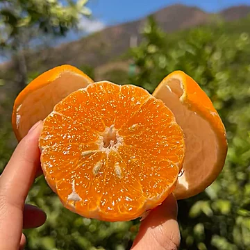 正宗云南爆甜沃柑4.5斤（60-80mm）[1元优惠券]-寻折猪