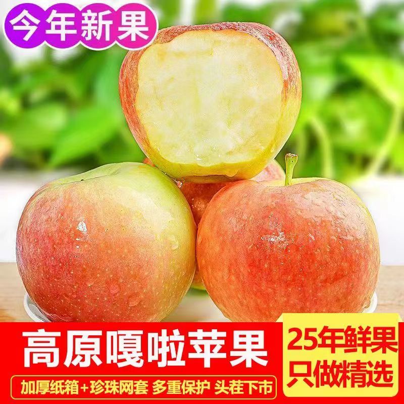 嘎啦苹果产地发货25年新果脆甜新鲜水果美八农家种植水果批发现摘 - 图1