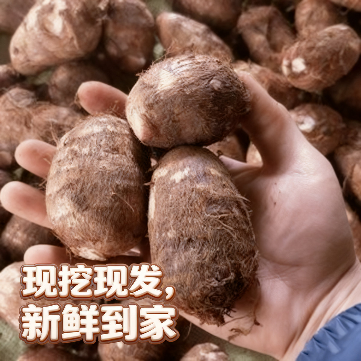 山东牛奶小芋头现挖芋艿小香芋整箱奶芋头非荔浦芋奶农家自种当季,淘宝优惠券,粉丝福利购,淘宝优惠卷