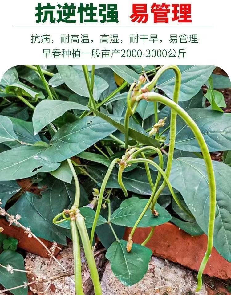 无架豆种子不搭架长豇豆种籽蔬菜种孑阳台春秋季四季豆角种植柳叶 - 图0