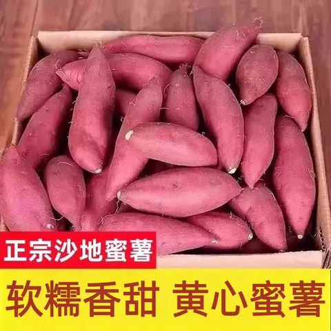 新鲜沙地蜜薯红薯番薯黄心香甜糖心地瓜山芋沙地软糯香甜现挖速发 图片 2