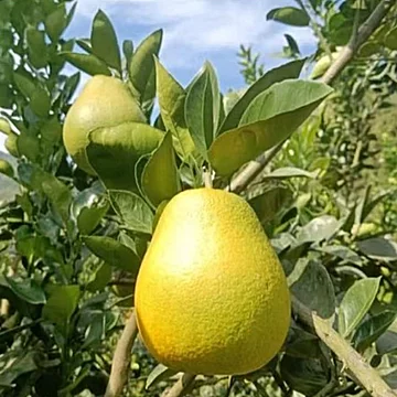正宗湖南雪峰冰糖柚子5斤带箱[2元优惠券]-寻折猪
