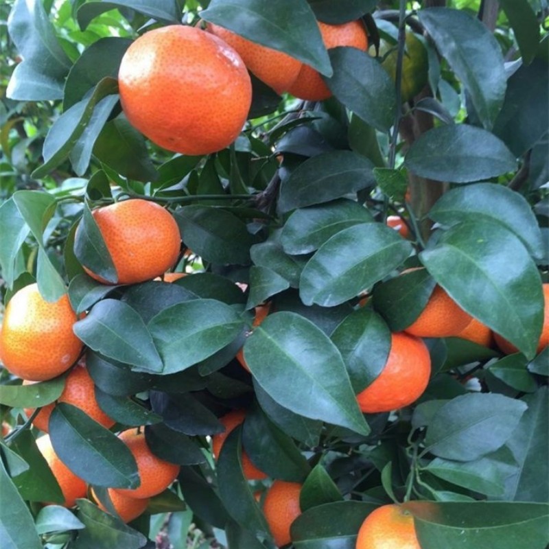 沙糖桔树苗地栽盆栽南方北方种植橘子柑桔果树果苗砂糖橘庭院正宗 - 图0