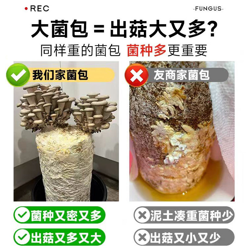 蘑菇种植包菌种家种儿童可食用香菇平菇冬种植季批发家庭自种懒人,淘宝优惠券,粉丝福利购,淘宝优惠卷