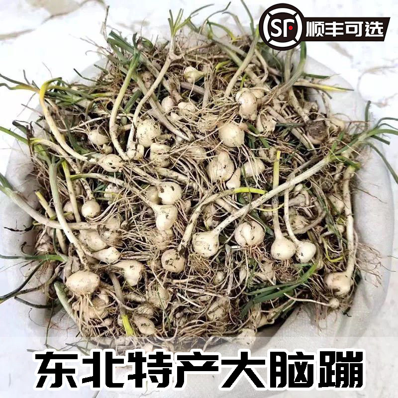 25年新货现挖小根蒜大脑瓜野生新鲜大脑蹦浸没菜山野蒜葱顺丰叶菜 - 图2