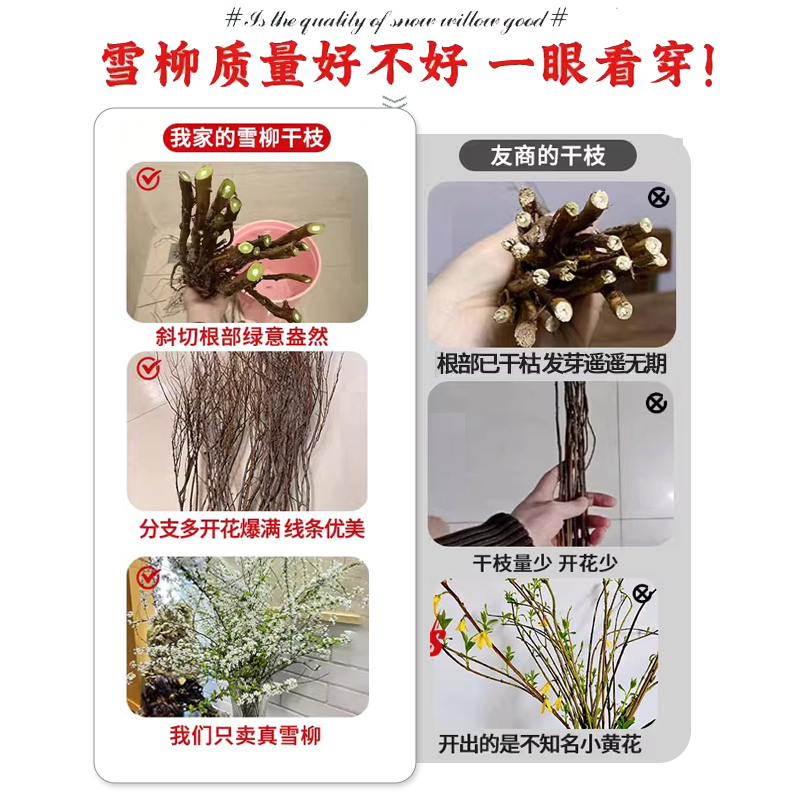 雪柳鲜枝干枝支室内水养水培植物插花好养银柳真花卉盆栽龙柳绿植 - 图0