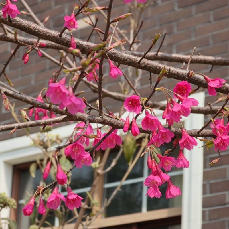 正宗中国红樱花 樱花苗 庭院绿化日本樱花苗 樱花树苗 晚樱嫁接苗