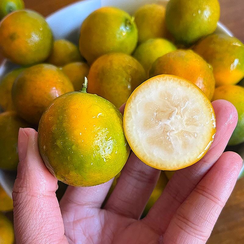 广西小金桔9斤新鲜水果脆皮冰糖金桔应当季橘子整箱包邮纯甜正 - 图0