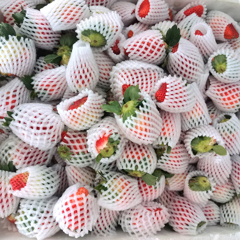 新鲜草莓露天孕妇水果当季甜红颜牛奶奶油梅现摘现发99冬草莓,淘宝优惠券,粉丝福利购,淘宝优惠卷