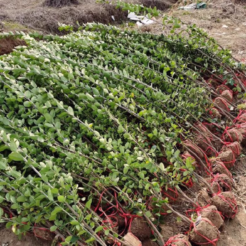 篱笆植物大叶北海道黄杨苗冬青树苗四季常青耐寒庭院绿篱常绿带土 - 图2