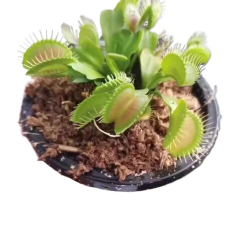 捕蝇草盆栽食虫植物驱蚊草苗多肉植物猪笼草食人花绿植花室内驱虫 - 图3