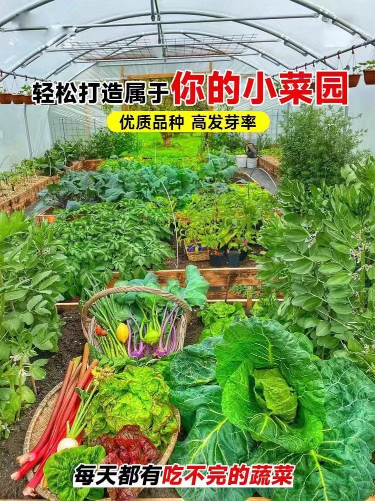 春蝶浓香大叶香菜种子四季种植蔬菜种子菜籽秋冬阳台小院花盆菜孑 - 图2